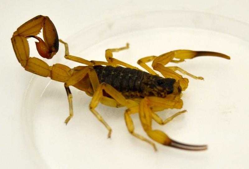 O Tityus serrulatus tem pernas e cauda amarelo-claras, tronco escuro e comprimento de até sete centímetros Foto:Divulgação/SES