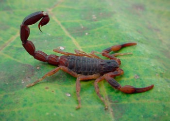 Segundo o Ministério da Saúde, a região sul é mais propensa a presença do escorpião marrom Foto: Divulgação
