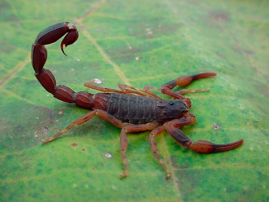 Segundo o Ministério da Saúde, a região sul é mais propensa a presença do escorpião marrom Foto: Divulgação