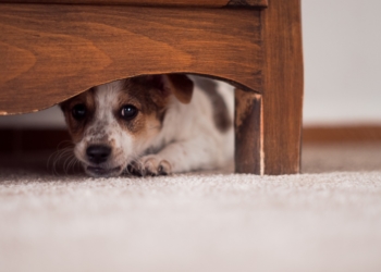 Little puppy is hiding under a cupboard