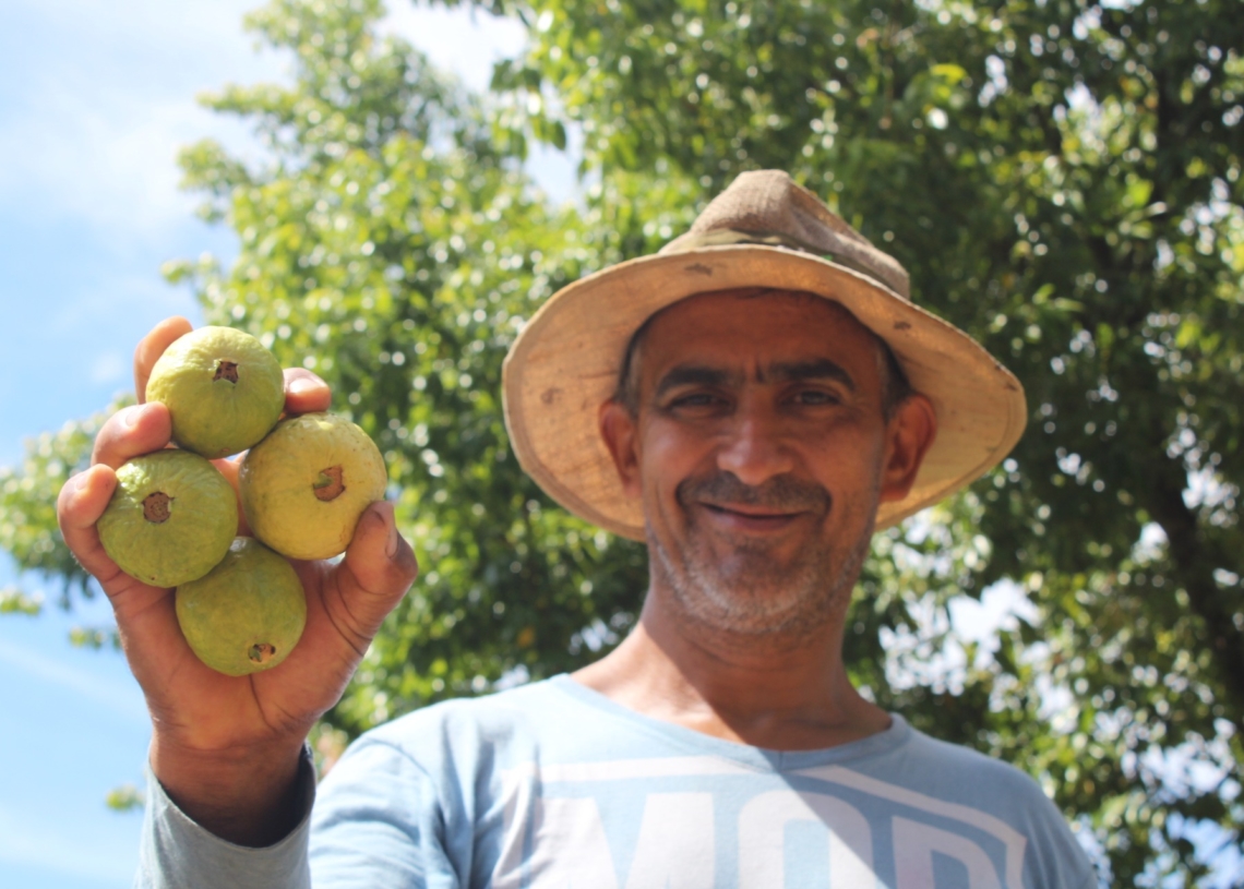 Qualidade da fruta é a paluma, comprada por três grandes empresas do ramo alimentício 
Foto: Lilian Moraes