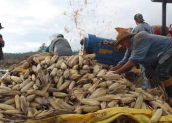 Agricultores contando com o apoio de maquinário para bater milho
Foto: Lilian Moraes
