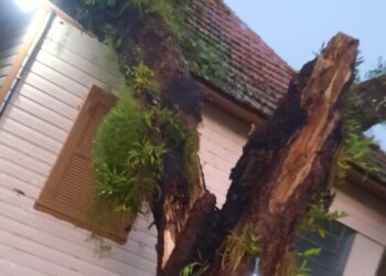 Em Rolante, árvore caiu sobre uma casa. Foto: Defesa Civil de Rolante