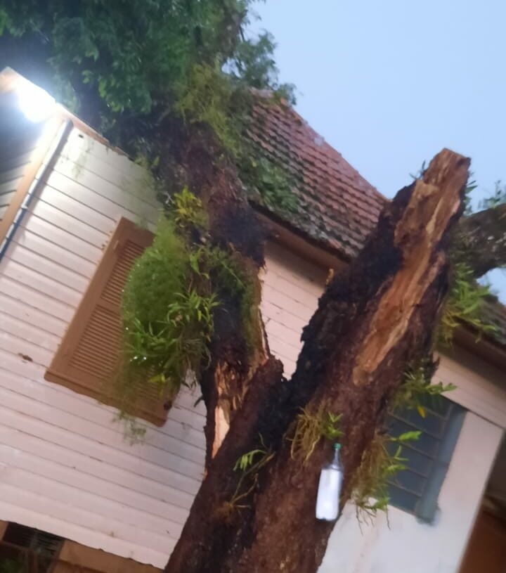 Em Rolante, árvore caiu sobre uma casa. Foto: Defesa Civil de Rolante