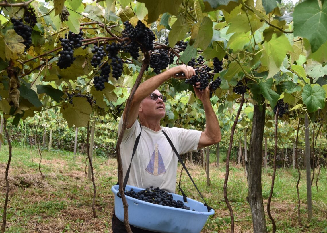 As uvas serão comercializadas pelos próprios produtores.   Foto: PMR.