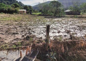 Plantação de milho 
totalmente devastada em propriedade rural 
de Rolante
Fotos: Emater/SEMAPPE